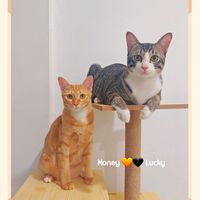 เสียงต้นฉบับ - มันนี่ลัคกี้🐈🐈‍⬛