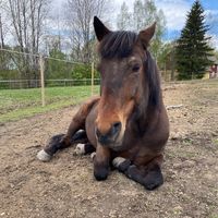 pablo.the.pony123