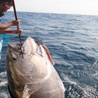 original sound - Catch fish daily