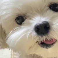 original sound - wouldubeminekiki