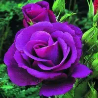 original sound - hlub686