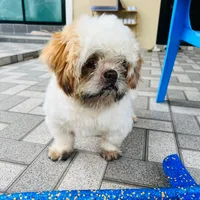 original sound - sutadech96