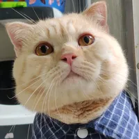 original sound - marvel_catt