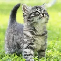 original sound - nootpunyanoot