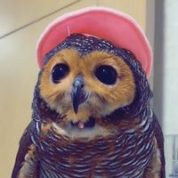 original sound - Bibib_family22