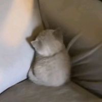 meowheww_
