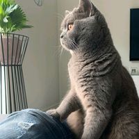 suara asli - 404•乙ɦᎥzᎥᎥ• ̇ᥫ᭡
