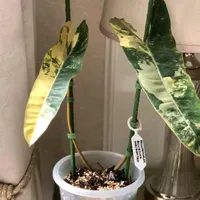 original sound - 31905887585.dinamit