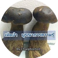 chaophorhed