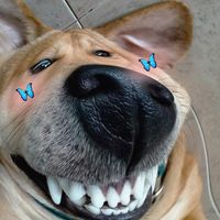 sweeetyboi