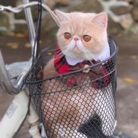 เสียงต้นฉบับ - ทามะแฟมิลี่