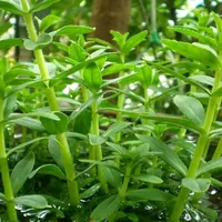 original sound - pu_phal_singel_23