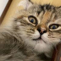 original sound - aumixapu