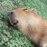 floofycapybara