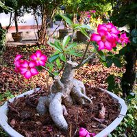 เสียงต้นฉบับ - Wachi Song