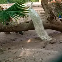 original sound - mirzakhaliq