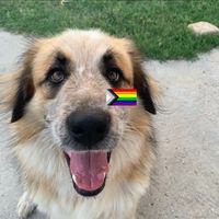 thepyreneesmix