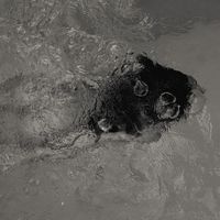 оригинальный звук