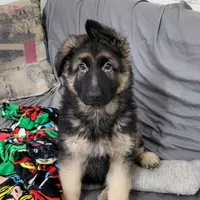 original sound - yare1979