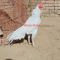 musakhan12361