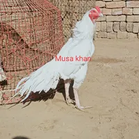 original sound - musakhan12361