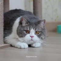 original sound - happymeowtun