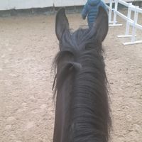 unesimple_cavaliere