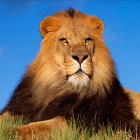 original sound - Wildlife Natural