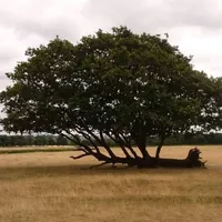 original sound - thorvang092